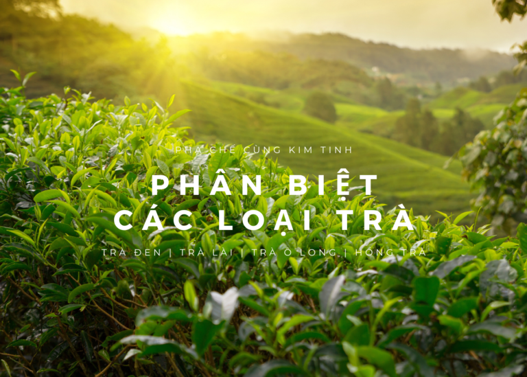 Phân biệt các loại trà pha chế – Trà đen, trà lài, trà ô long, hồng trà